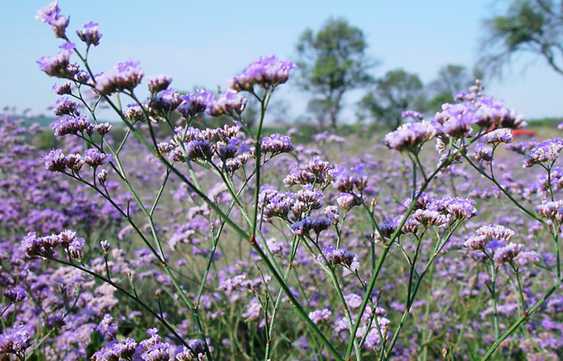 Татарський «гість» у степах Придніпров’я