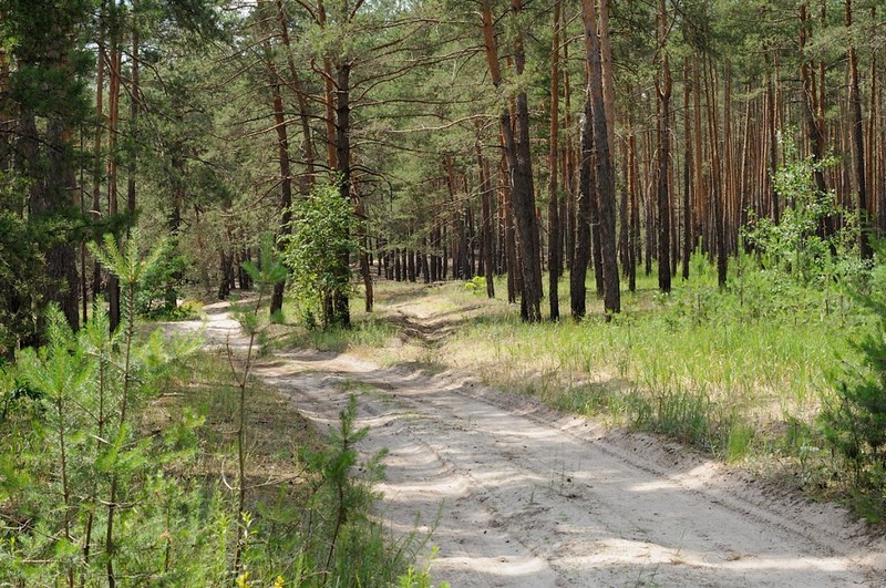 Самарський ліс: чарівний острів дикої природи