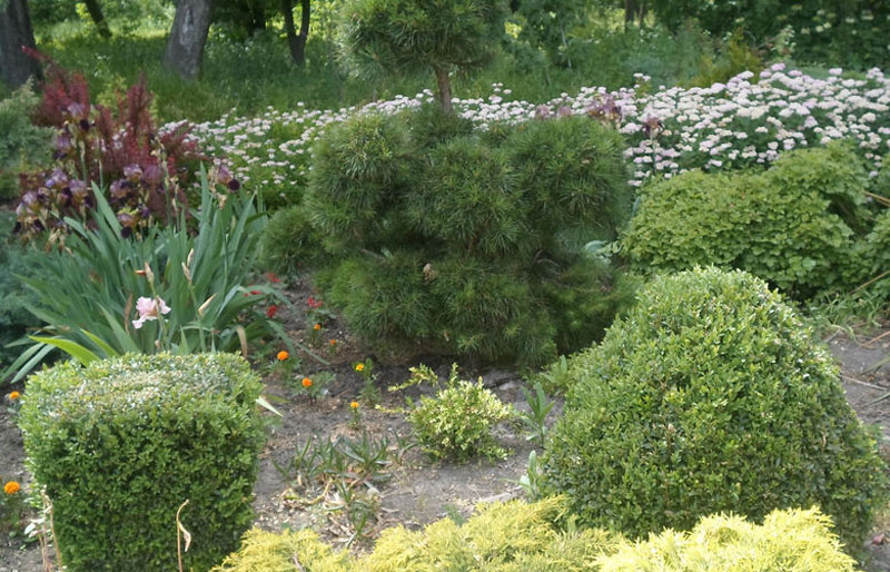 Ботанічний сад: зелений літопис Дніпра