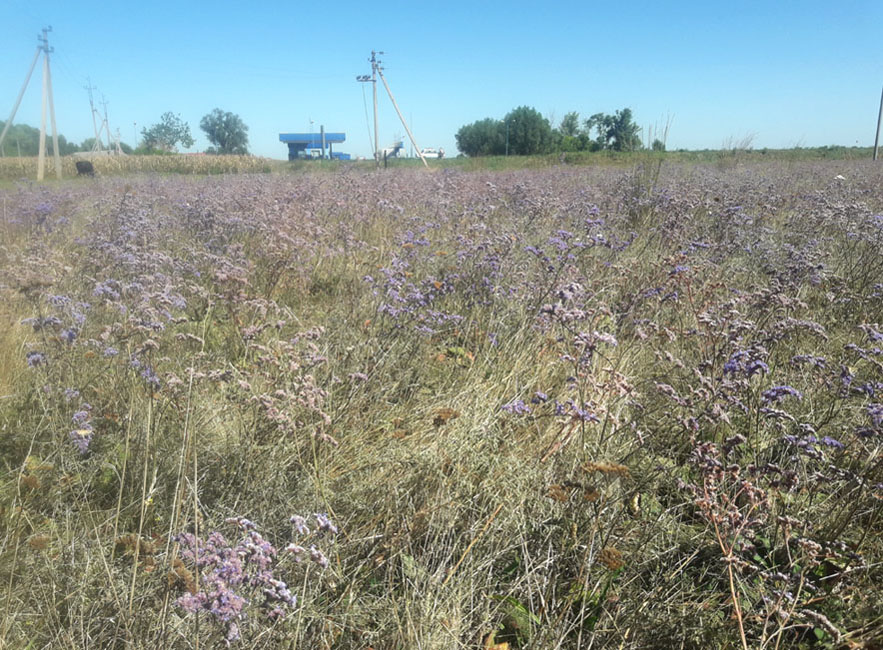Поле кермеку у Приоріллі. Фото авторки