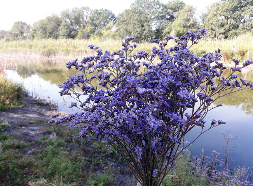 Букет з кермеку. Фото авторки