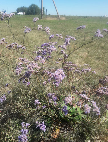 Кермек Звичайний. Фото авторки