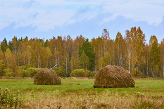 Скирти сіна // https://stock.adobe.com/ua/search?k=%D1%81%D0%BA%D0%B8%D1%80%D1%82%D0%B0