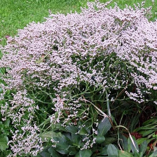 Кермек Татарський // https://www.facebook.com/groups/flowerskseniya/posts/9461473190637852/