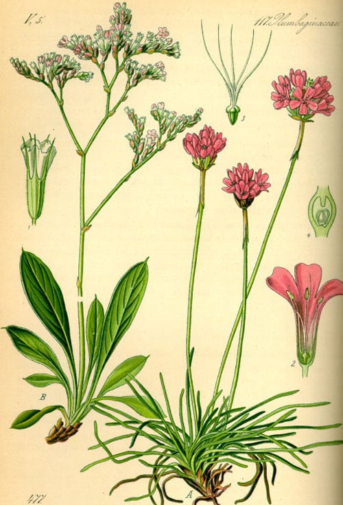 Будова рослини кермек // https://gorsad.com.ua/dachni-porady/kermek-ili-limonium-osobennosti-uhoda-vyraschivaniya-razmnozheniya/