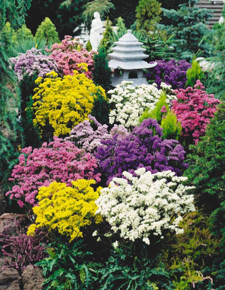  Кермек у ландшафному дизайні // https://bigfoto.name/photo/18187-statica-v-landshaftnom-dizajne-91-foto.html