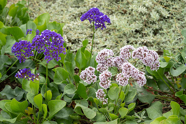 Різновиди кермеку https://www.istockphoto.com/uk/search/2/image-film?phrase=%D0%BA%D0%B5%D1%80%D0%BC%D0%B5%D0%BA+%D1%84%D0%BE%D1%82%D0%BE%D0%B3%D1%80%D0%B0%D1%84%D1%96%D1%97
