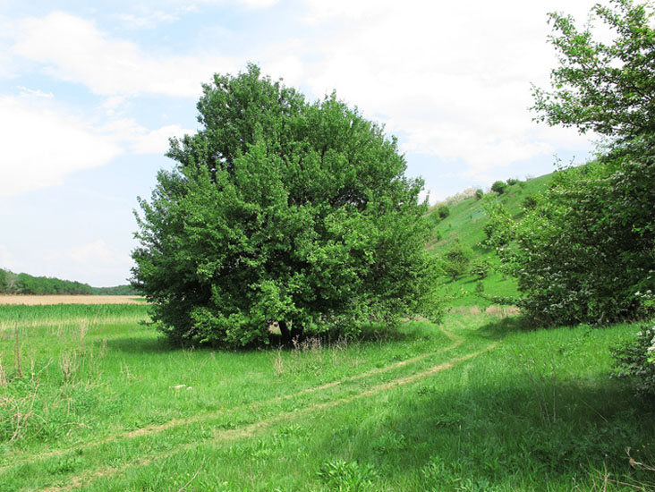 Груша в долині Туровської гори // https://commons.wikimedia.org/w/index.php?curid=40427509 фото Vadyum Manyuk