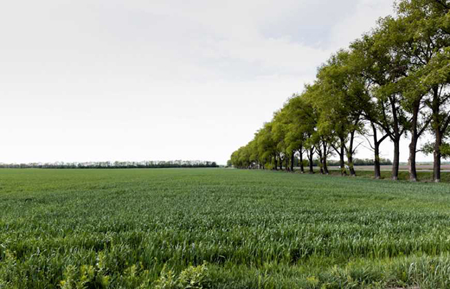 Лісосмуга в Україні