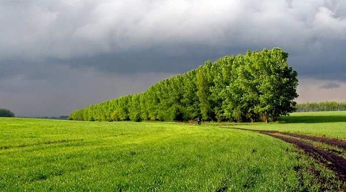 Лісосмуга в степу