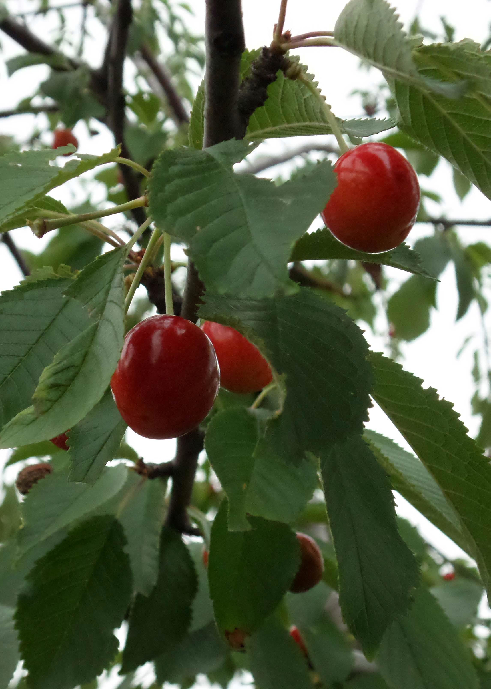 Черешня в саду, який був на острові. 2013 р.