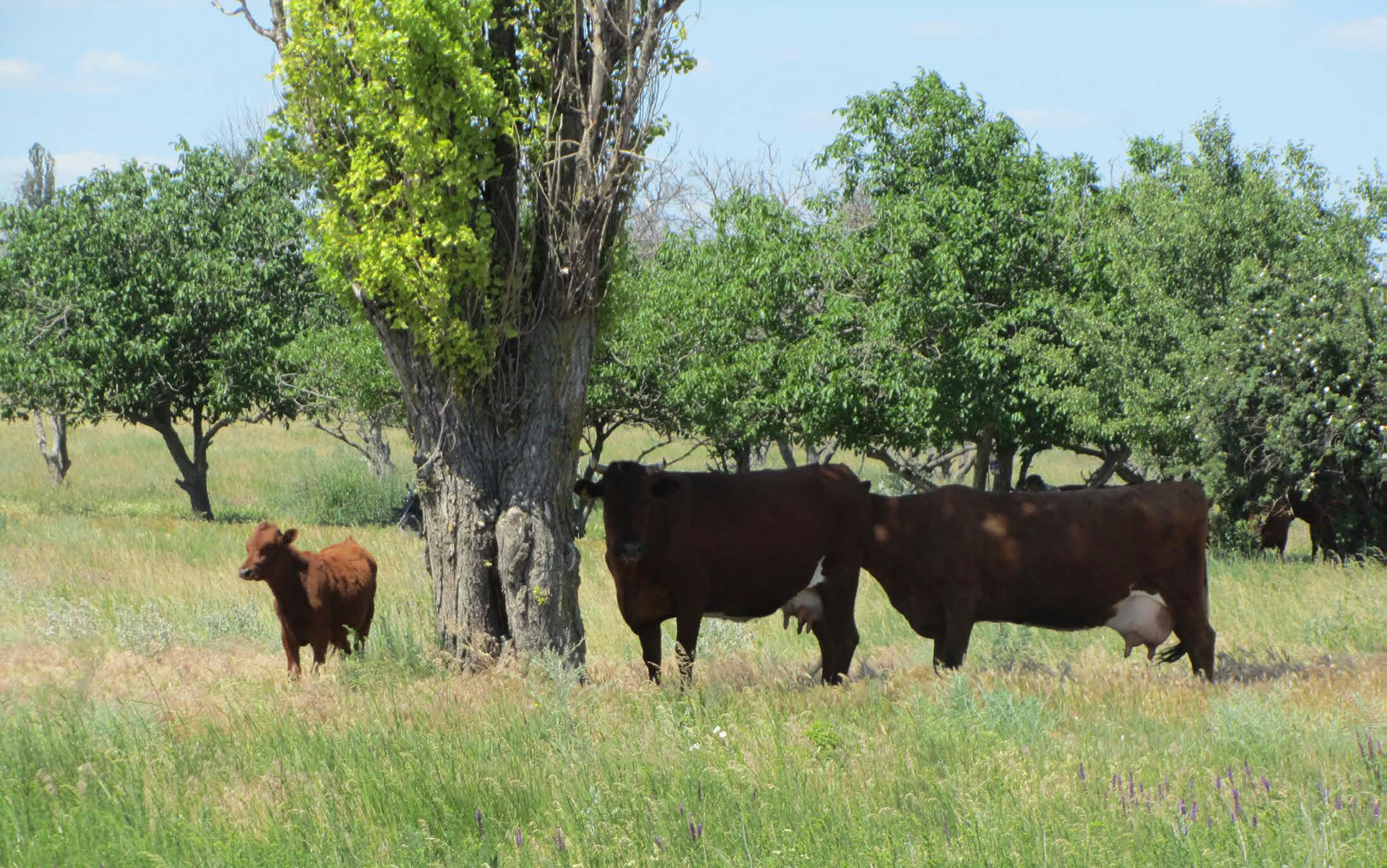 Корови на тирлі. Світлина з Інтернету 2008 р.