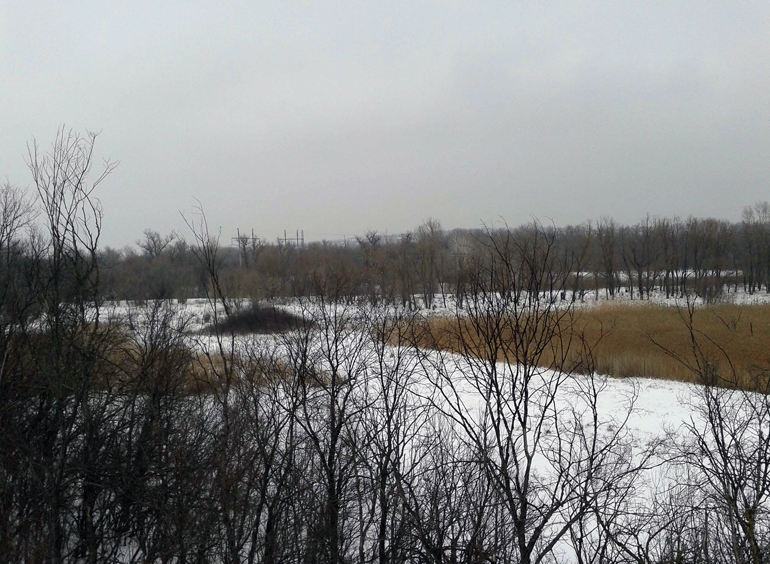Де колись було озеро, залишився тільки очерет та згадки Володимира Савенка, як він тут ловив рибу... 3.1.2013 р.