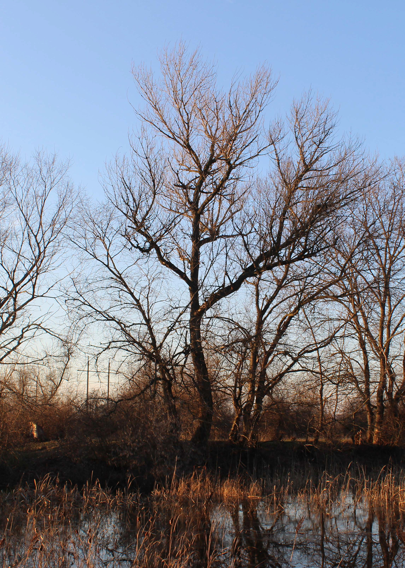 Вечірня річка. 02.02.2022 р.
