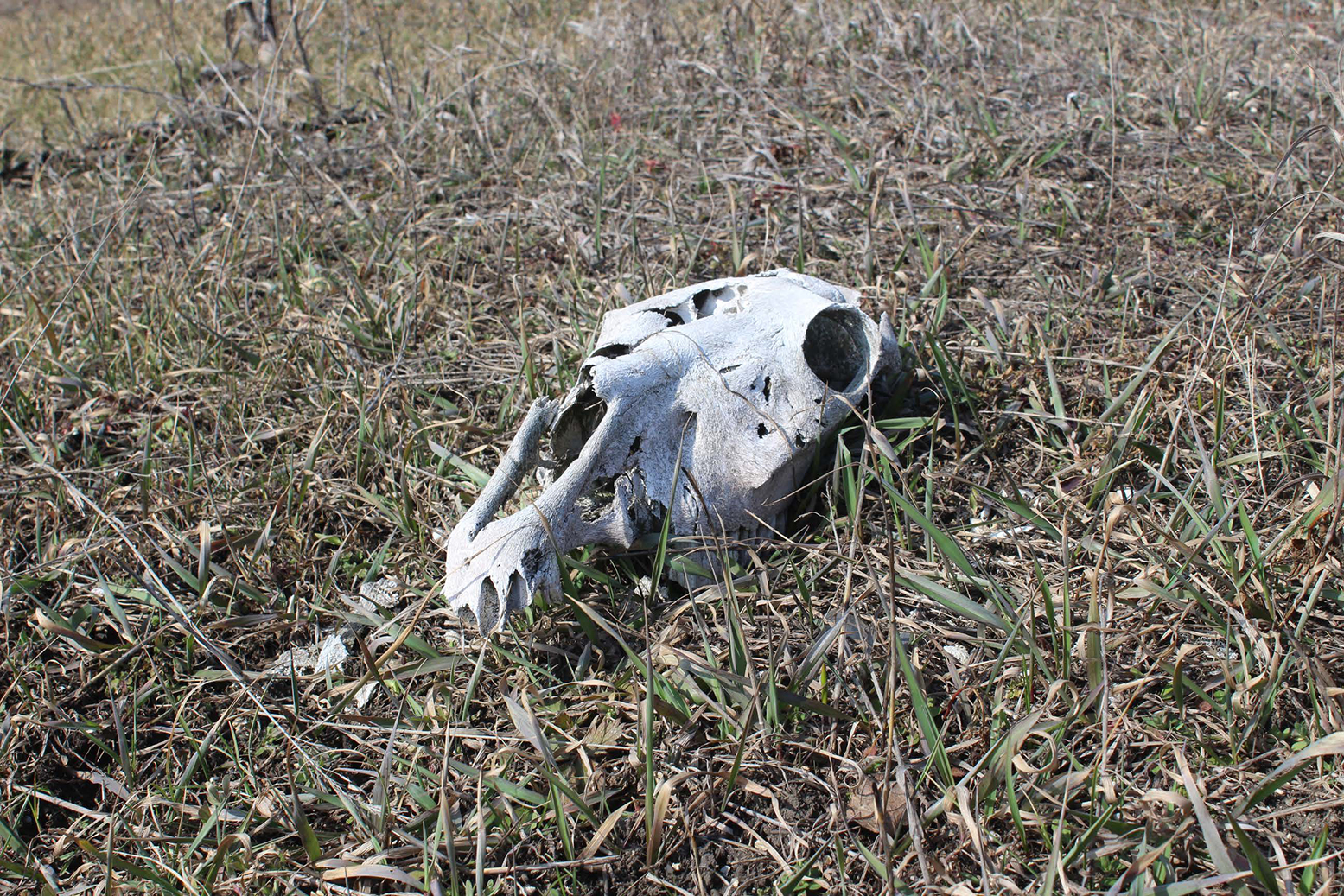 Череп коня 22.03.2021 р.