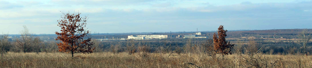 Панорамний знімок з молодими дубками на острові 2018 р.