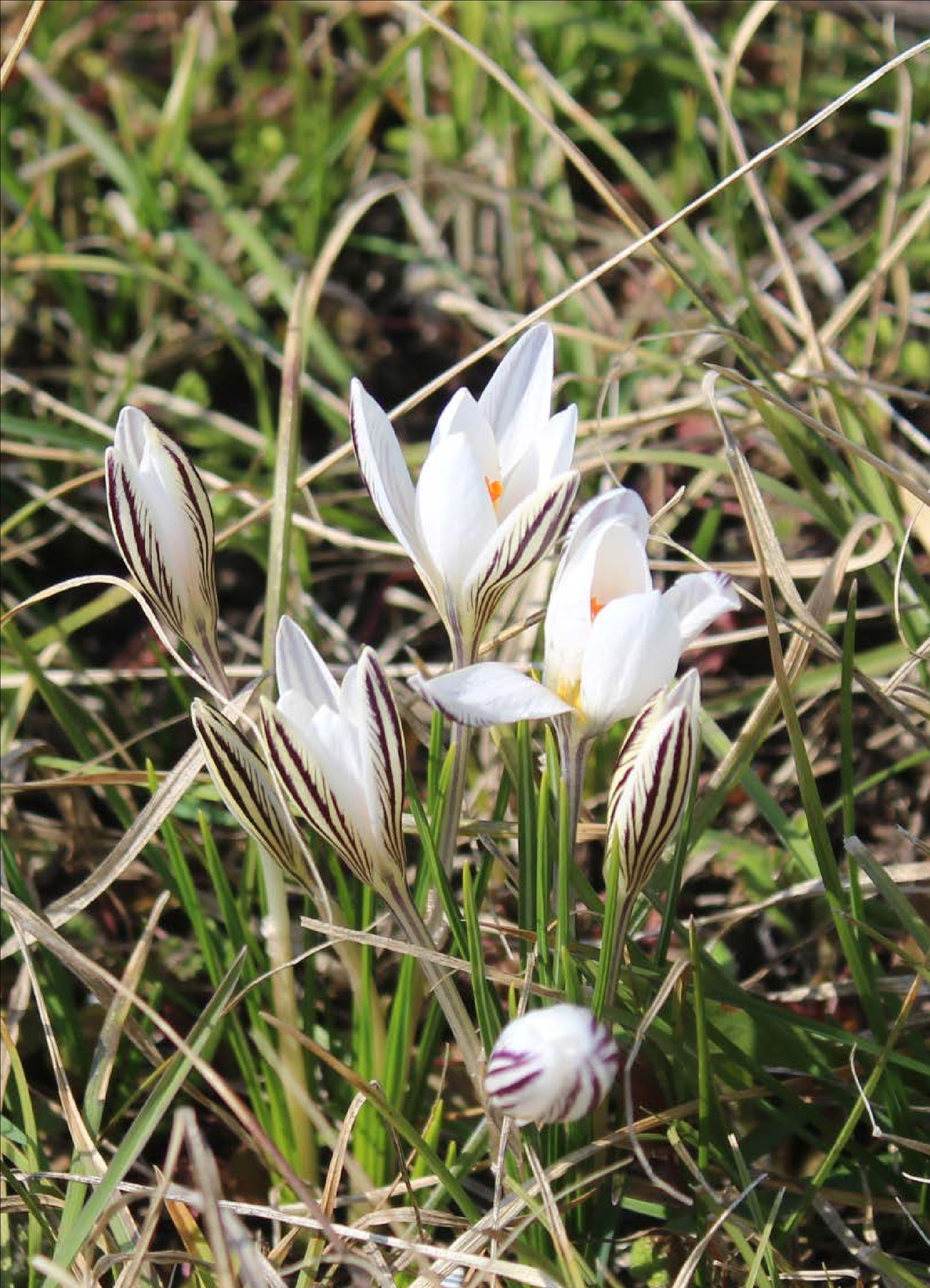 Шафран сітчастий (Crocus reticulatus). 22.03.2021 р.