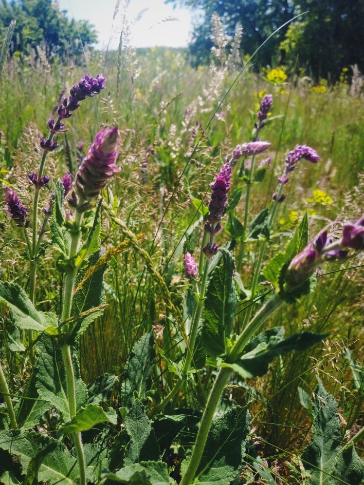 Шавлія дубравна (Salvia nemorosa)