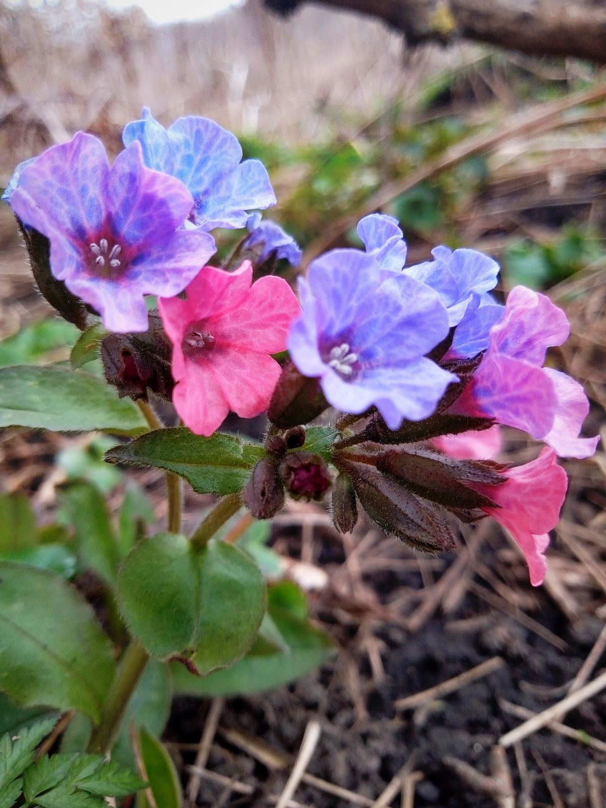 Медунка (Pulmonaria)