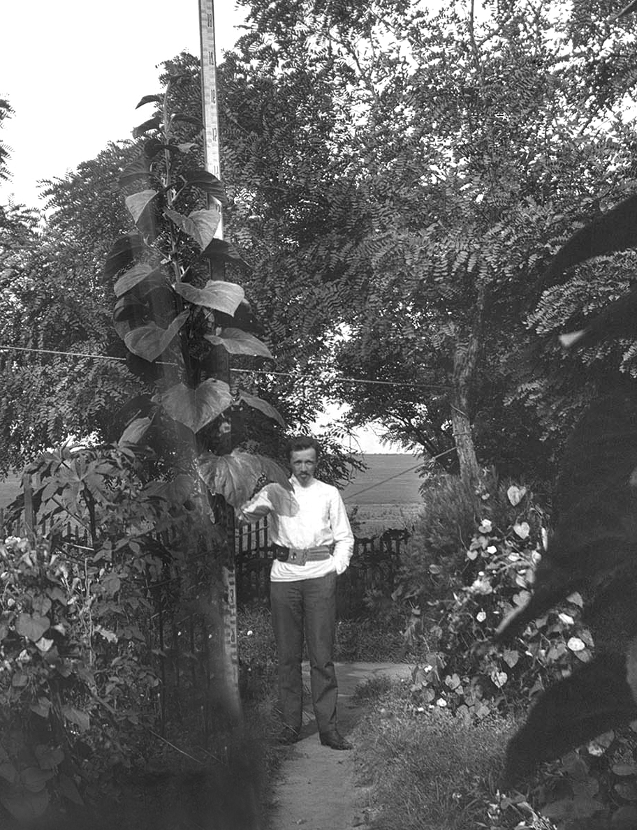 4-метровий соняшник. Фото Е.К. Фукса. з кн. Рукавіцина І. «Криворожский альбом. Вып. 2».