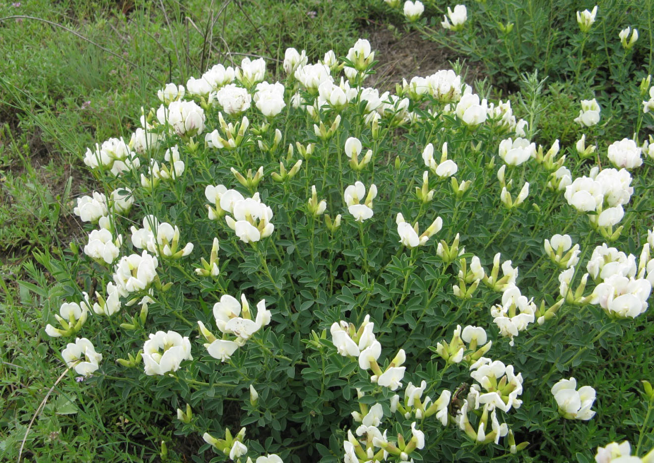 Зіновать гранітна Cytisus graniticus Rehman