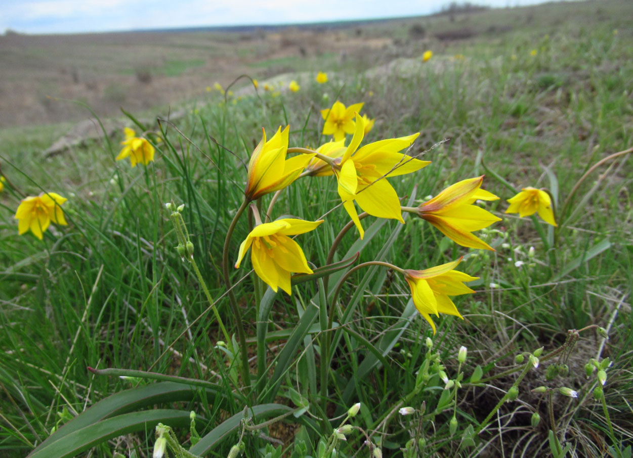 Тюльпан бузький Tulipa hypanica Klokov et Zoz