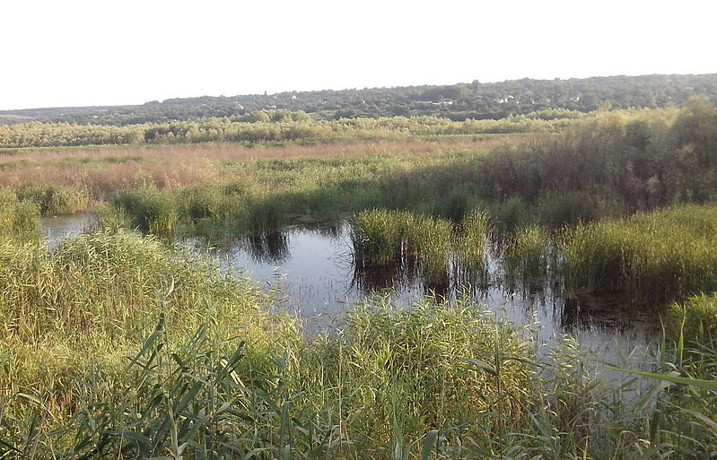 Карнаухівський пейзаж //https://uk.wikipedia.org/wiki/%D0%9A%D0%B0%D1%80%D0%BD%D0%B0%D1%83%D1 %85%D1%96%D0%B2%D0%BA%D0%B0_(%D1%81%D0%BC%D1%82)