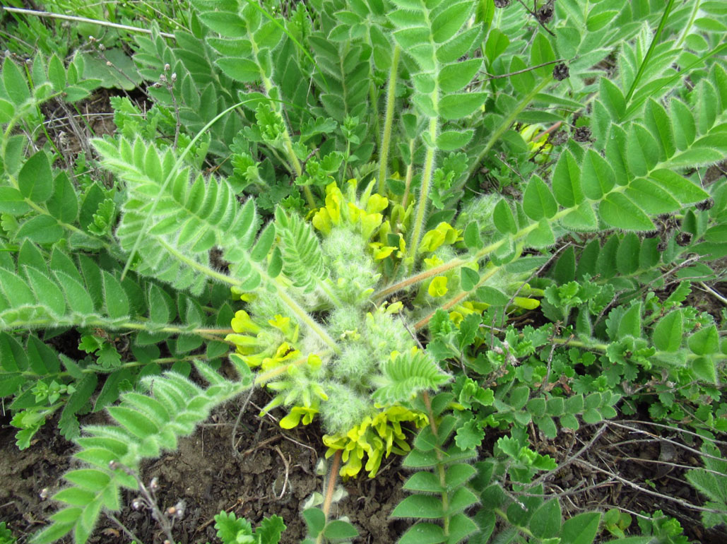 Астрагал пухнастоквітковий Astragalus pubiflorus DC.
