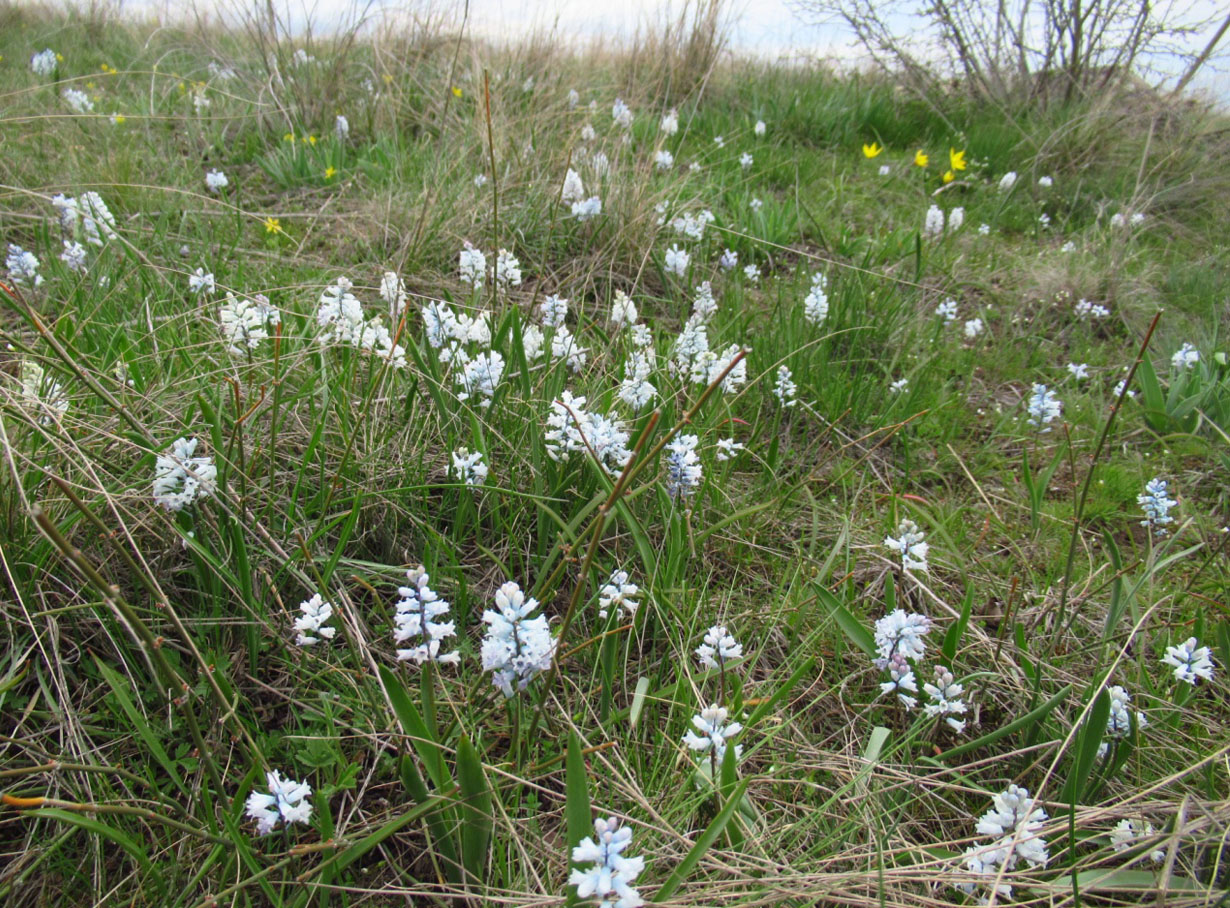 Гіацинтик блідий Hyacinthella leucophaea (K.Koch) Schur