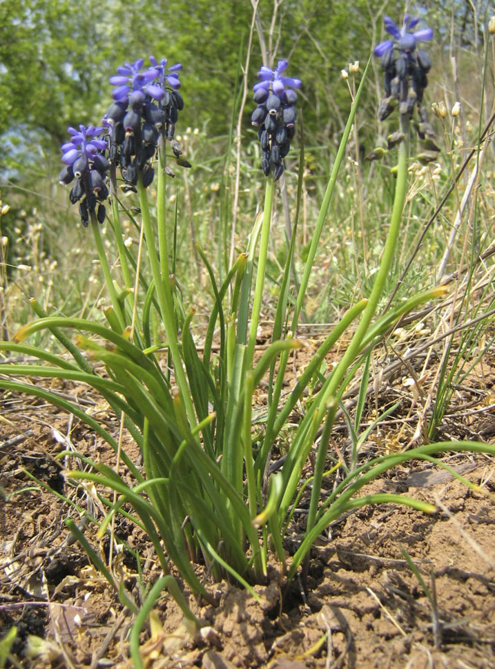 Гадюча цибулька занедбана Muscari neglectum Guss. ex Ten.