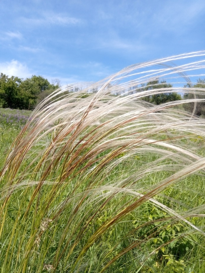 Ковила Лессінга (Stipa lessingiana)