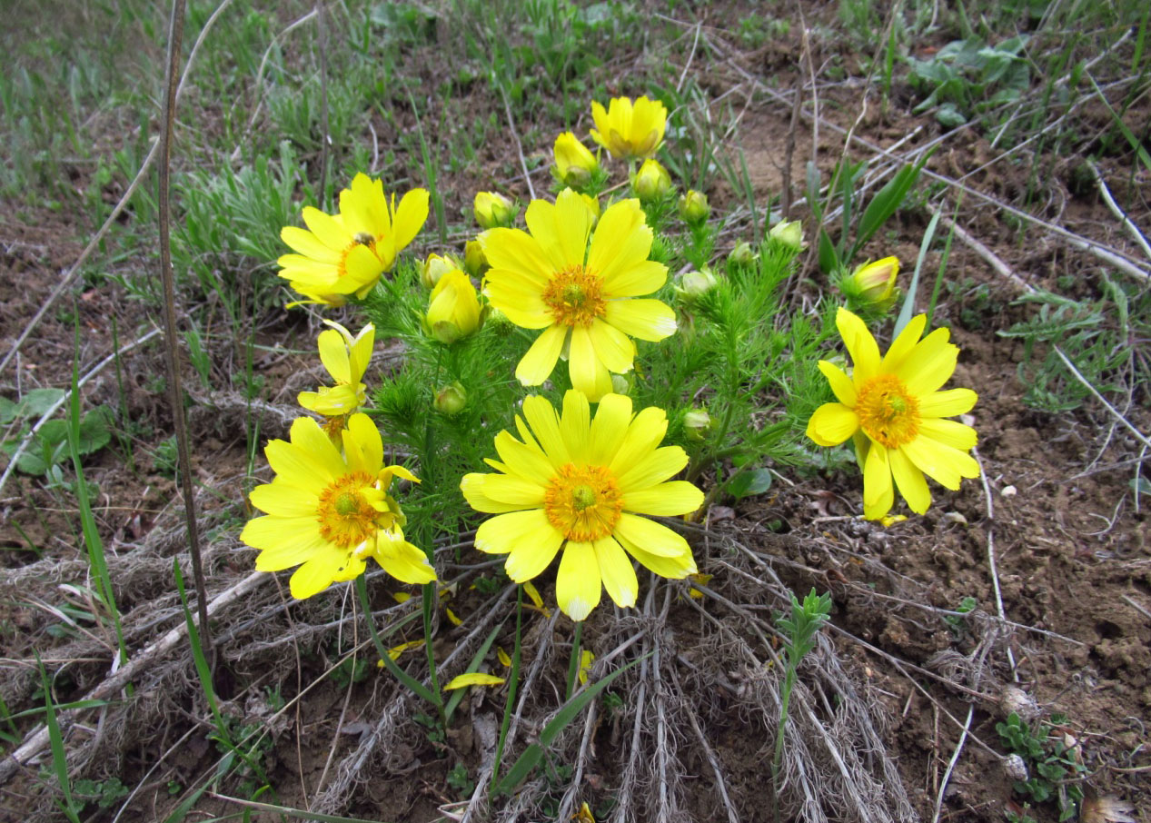 Горицвіт весняний Adonis vernalis L.