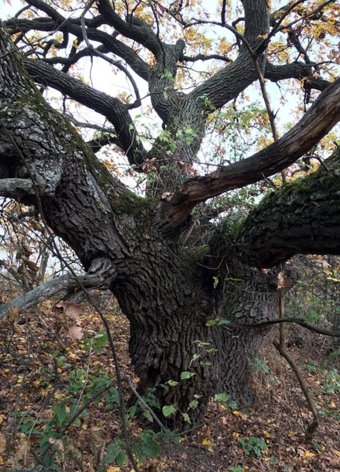 Старовіковий дуб у байрачному лісі на схилі балки Бочино