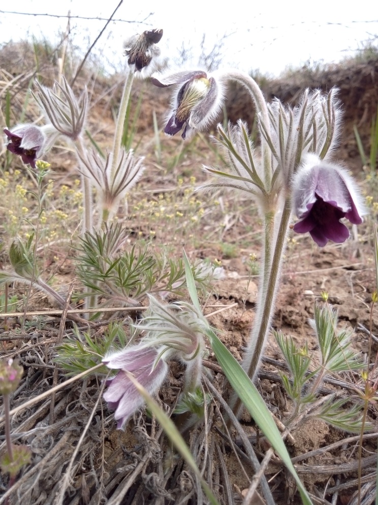 Сон лучний (Pulsatilla pratensis)