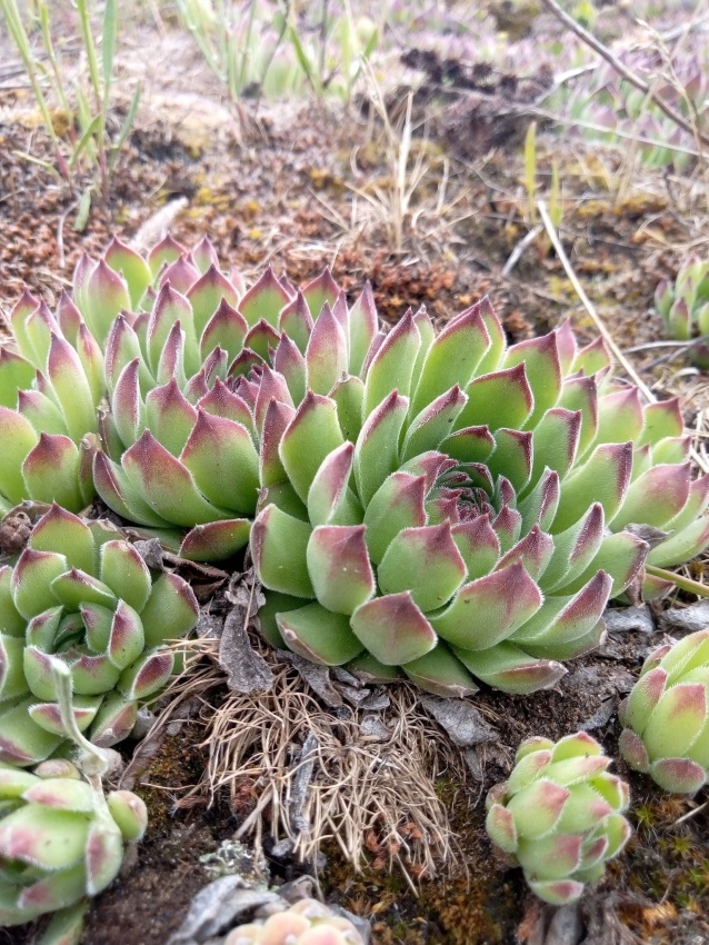 Молодило руське (Sempervivum ruthenicum)