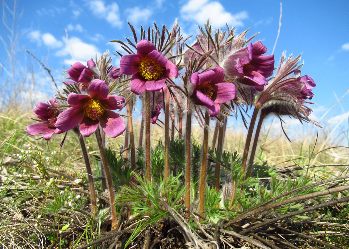 Сон лучний Pulsatilla pratensis (L.) Mill. S.l.