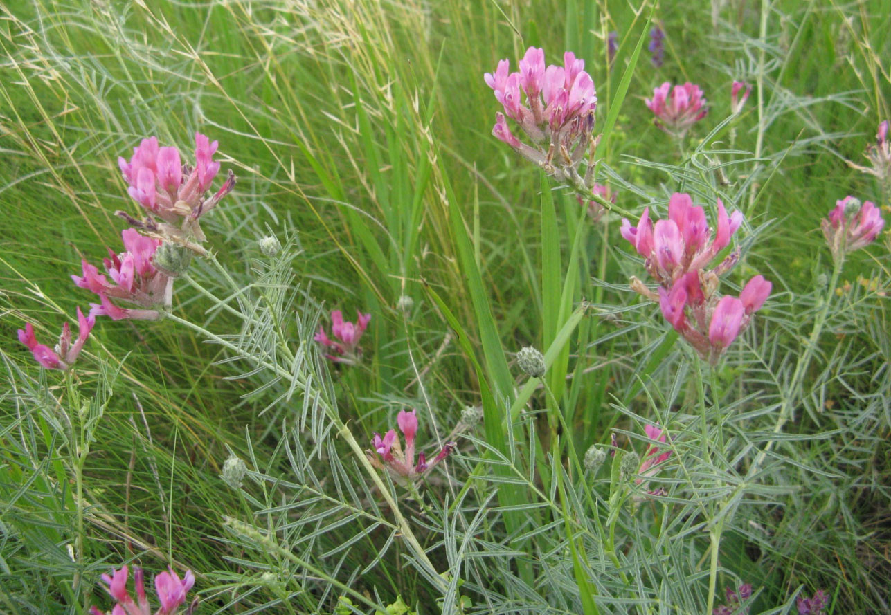 Астрагал одеський Astragalus odessanus Besser.