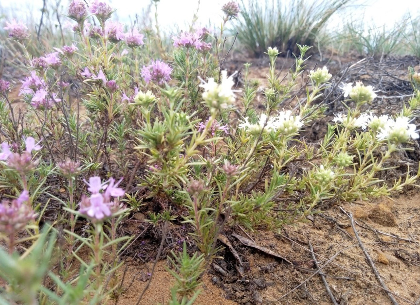 Чабрець Палласа (Thymus pallasianus)