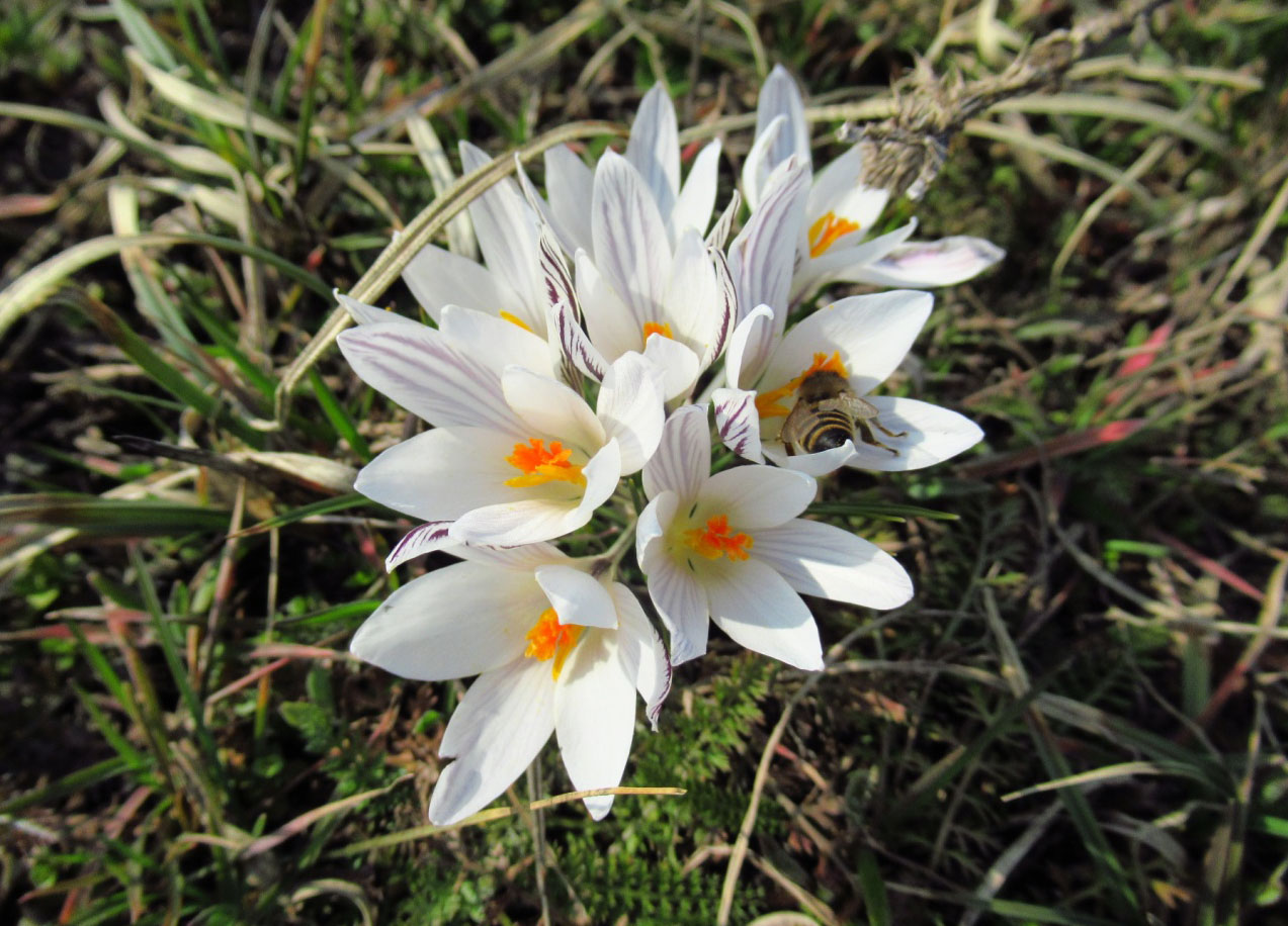 Шафран сітчастий Crocus reticulatus Steven ex Adams