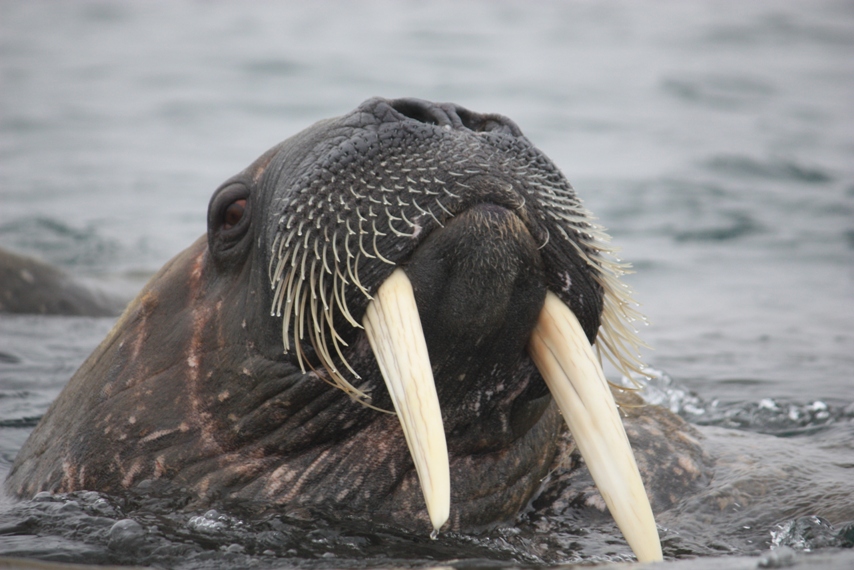Одна з найбільших арктичних тварин - морж. Фото Сергія Гордієнко