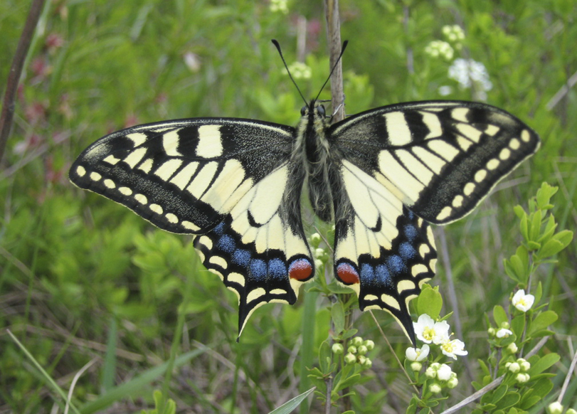 Метелик Махаон (Papilio machaon) – Червона книга України