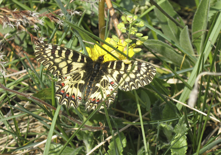 Метелик поліксена (Zerynthia polyxena) – Червона книга України