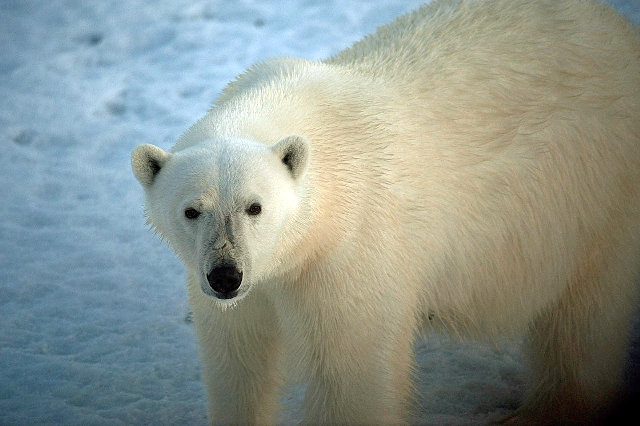 Найстрашніший хижак Арктики - білий ведмідь. Людина від такого велетня без рушниці не врятується. Фото Сергія Гордієнко