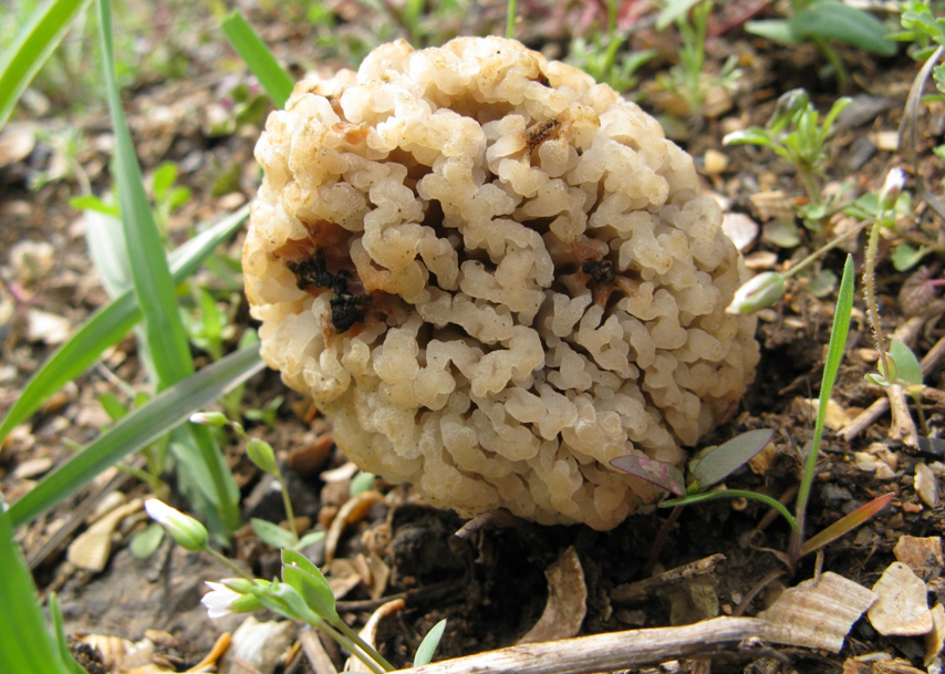 Гриб зморшок степовий (Morchella steppicola Zerova) – перший весняний делікатес