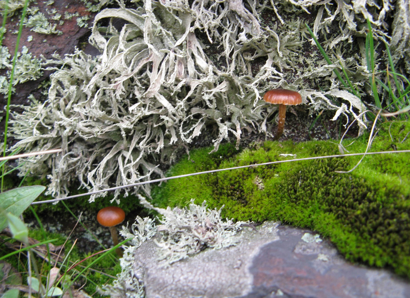 Лишайники та гриби в балці Північний Червоній