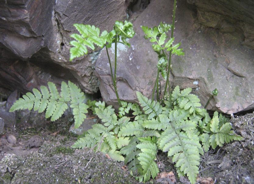 Регіонально рідкісна папороть щитник шартрський (Dryopteris carthusiana (Vill.) H.P. Fuchs)