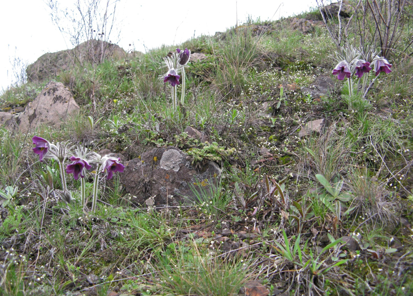 Сон лучний (Pulsatilla pratensis (L.) Mill. s.l) – Червона книга України