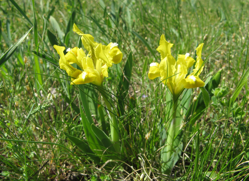 Півники карликові (Iris pumila L) – Червона книга Дніпропетровської області