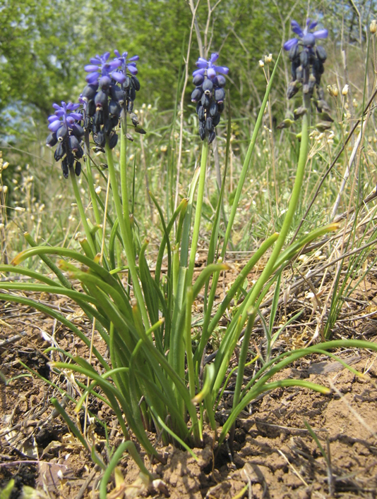 Гадюча цибулька занедбана (Muscari neglectum Guss. ex Ten) – рослина Червоної книги Дніпропетровської області