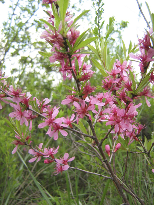 Мигдаль степовий (Prunus tenella Batsch) – рослина Червоної книги Дніпропетровської області